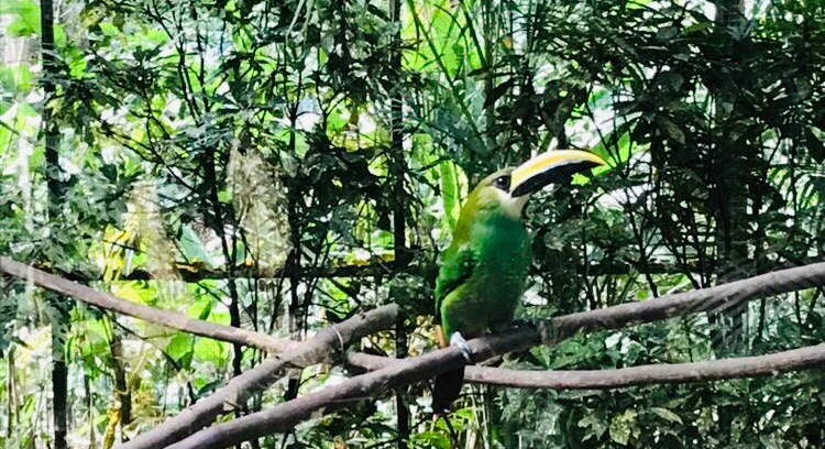 MI AVENTURA EN Macaw Mountain&nbsp;(Honduras)